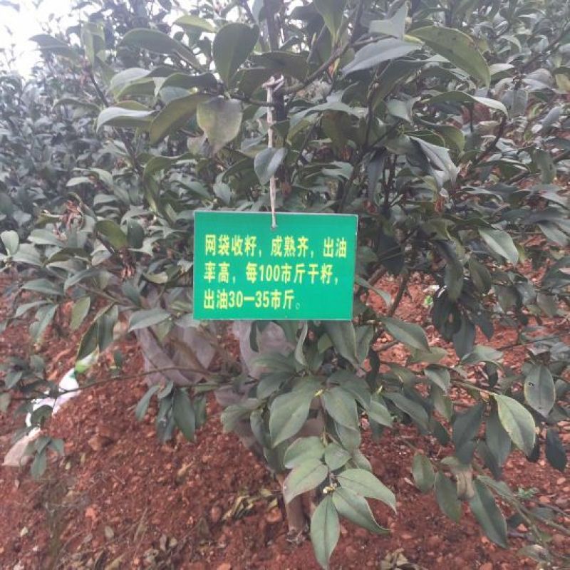 茶树苗油茶苗50-80公分