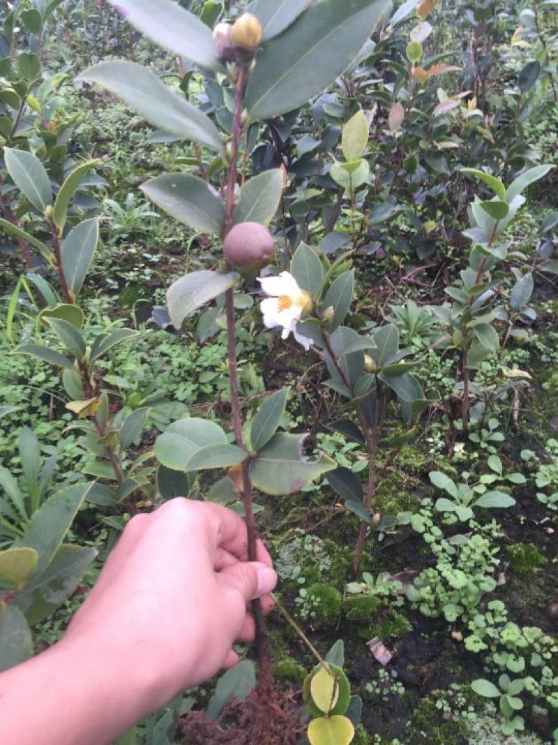茶树苗油茶苗50-80公分