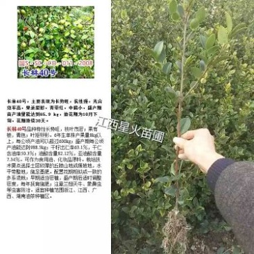 茶树苗油茶苗50-80公分