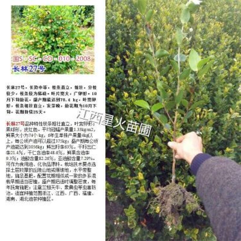 茶树苗油茶苗50-80公分