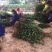 茶树苗油茶苗50-80公分
