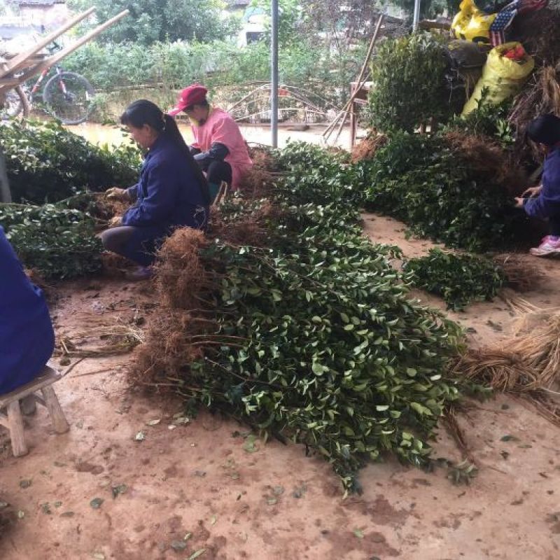 茶树苗油茶苗50-80公分