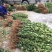 茶树苗油茶苗50-80公分