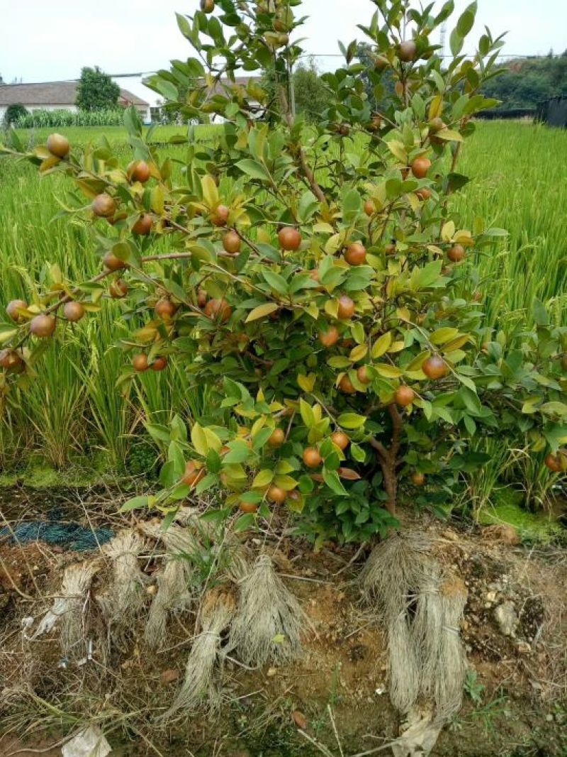 茶树苗油茶苗50-80公分
