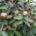 茶树苗油茶苗50-80公分