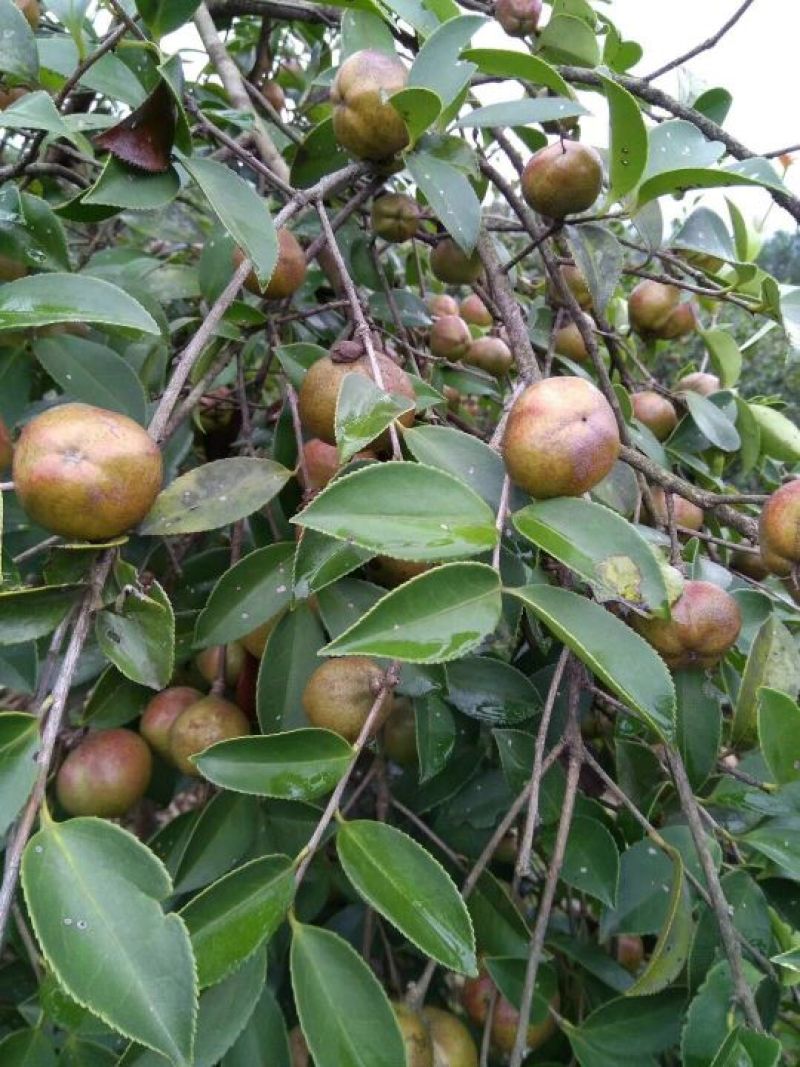 茶树苗油茶苗50-80公分