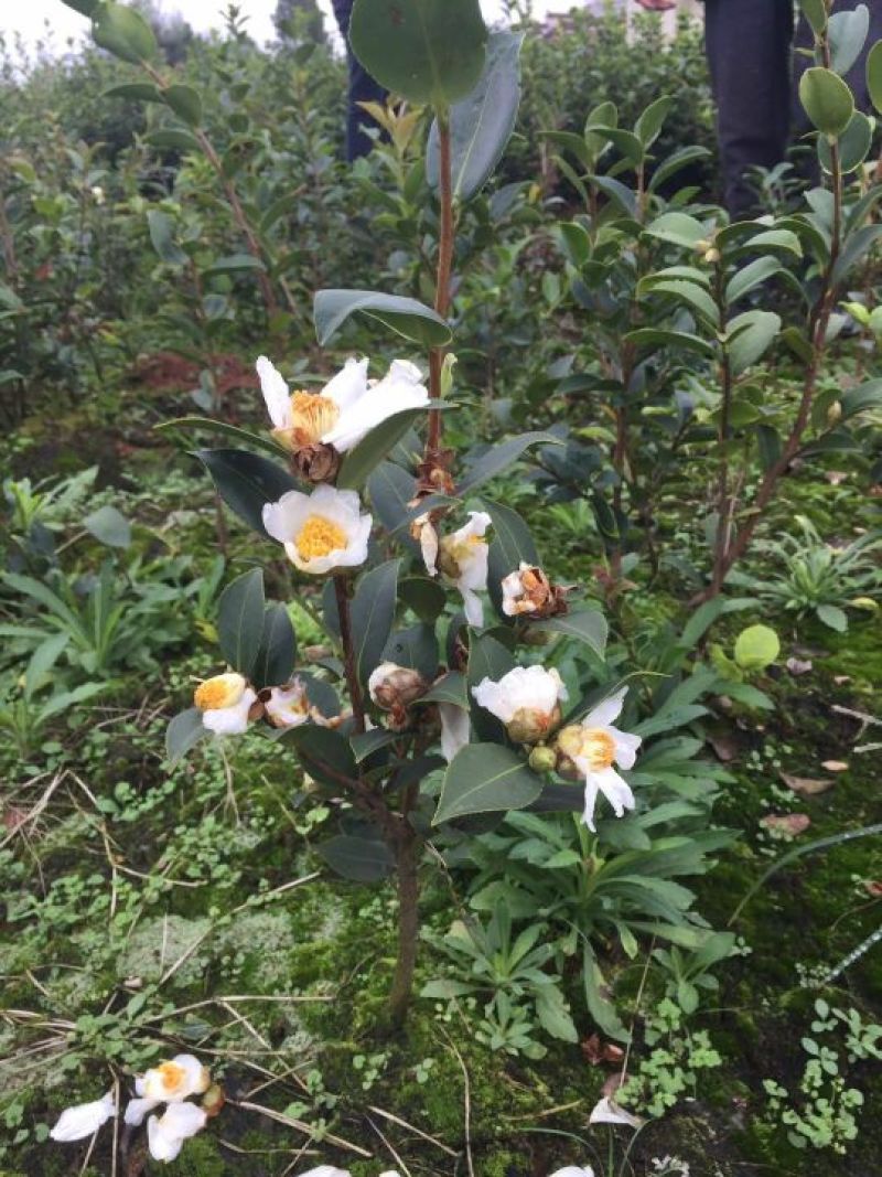 茶树苗油茶苗50-80公分