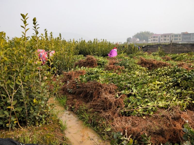 茶树苗油茶苗50-80公分