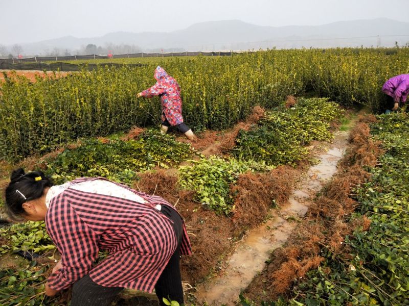 茶树苗油茶苗50-80公分