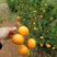 沃柑苗无核沃柑，香橙头，积壳头，红桔头，酸桔头