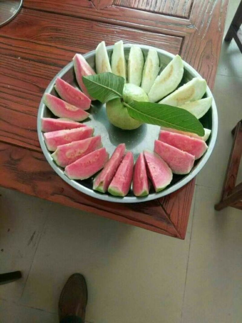 西瓜番石榴苗50~80cm