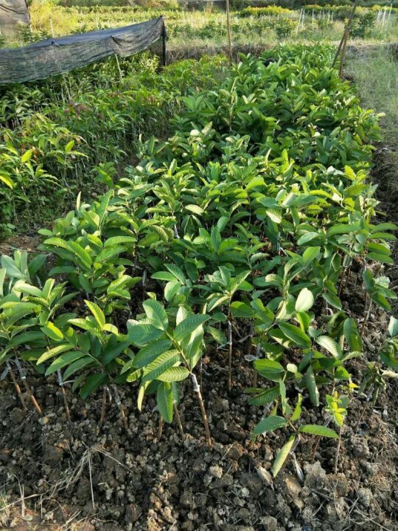 西瓜番石榴苗50~80cm