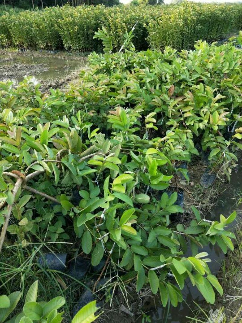 西瓜番石榴苗50~80cm