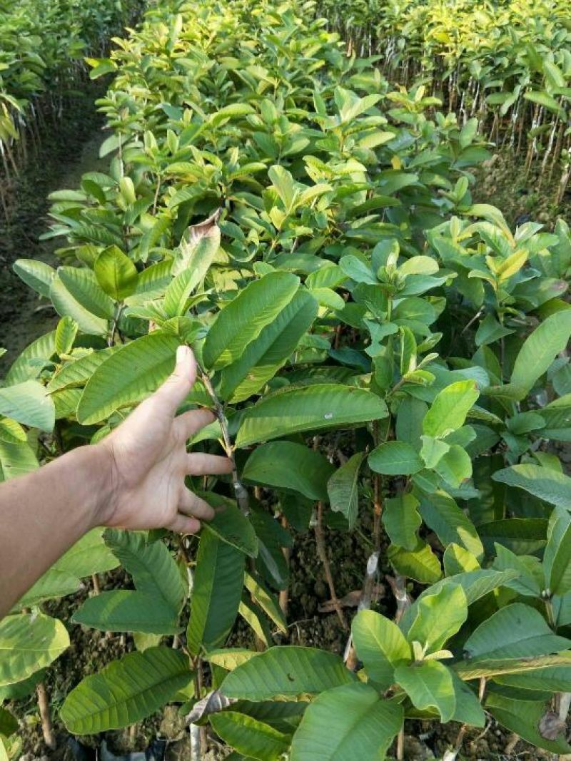 西瓜番石榴苗50~80cm