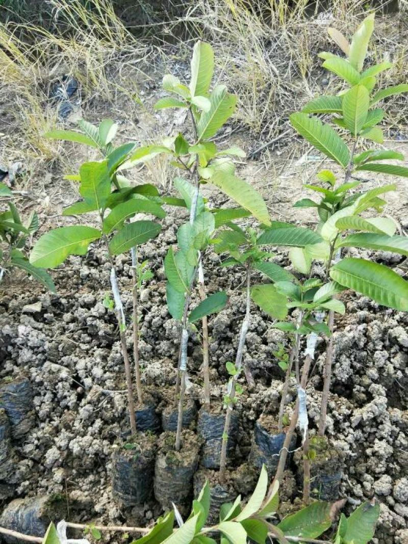 西瓜番石榴苗50~80cm