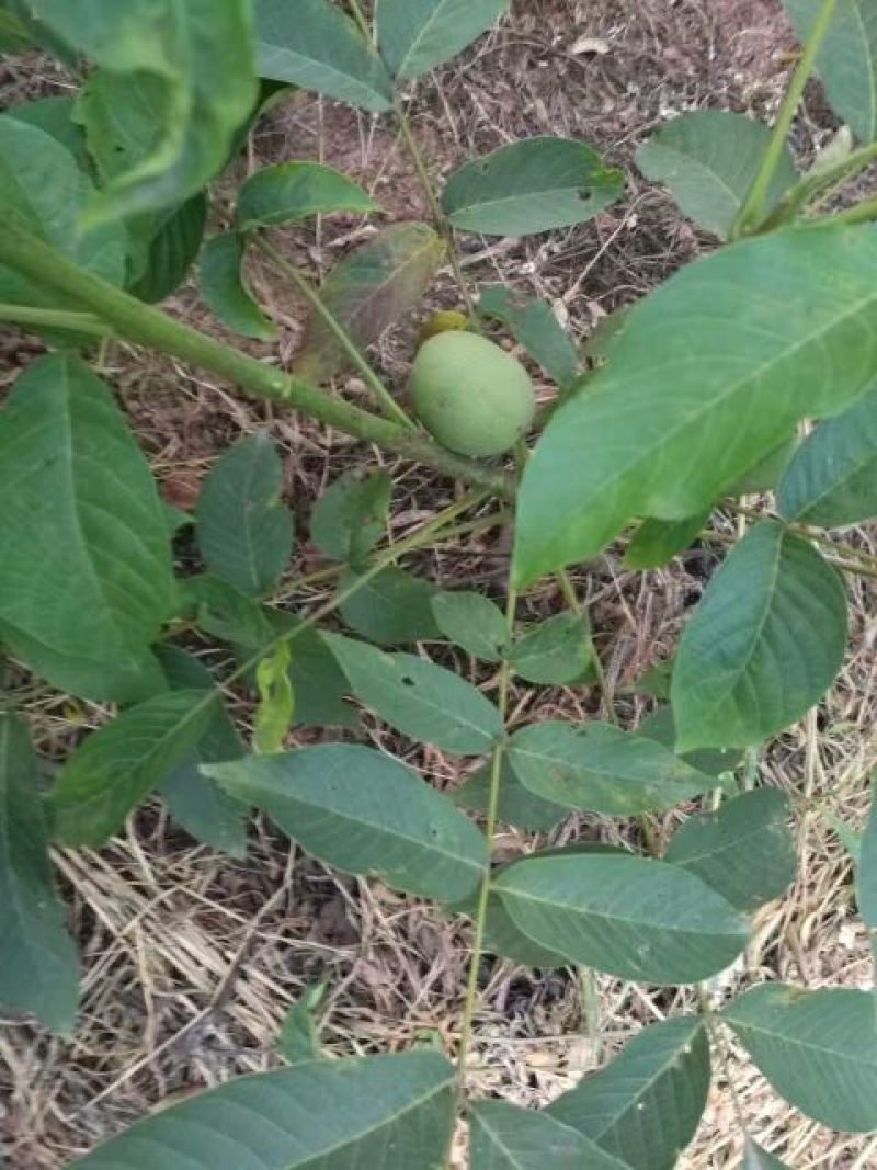 泡核桃苗1~2年50~100cm