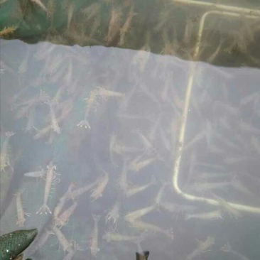 斑节虾食用冻虾
