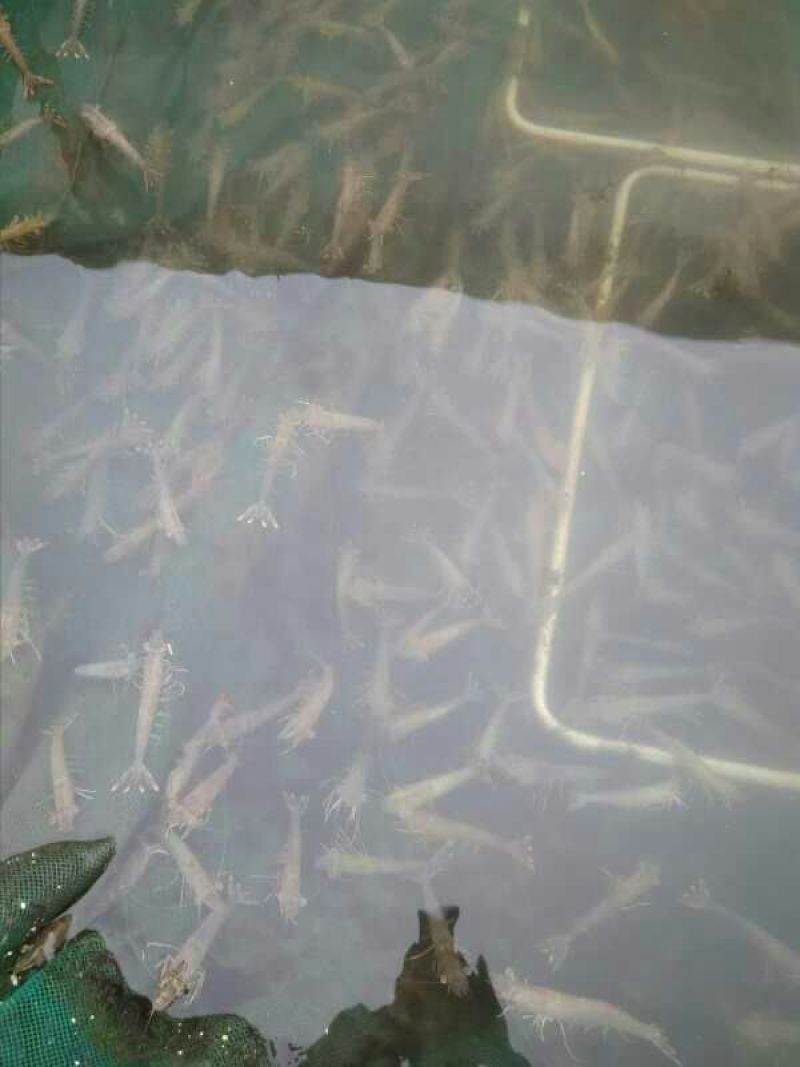斑节虾食用冻虾