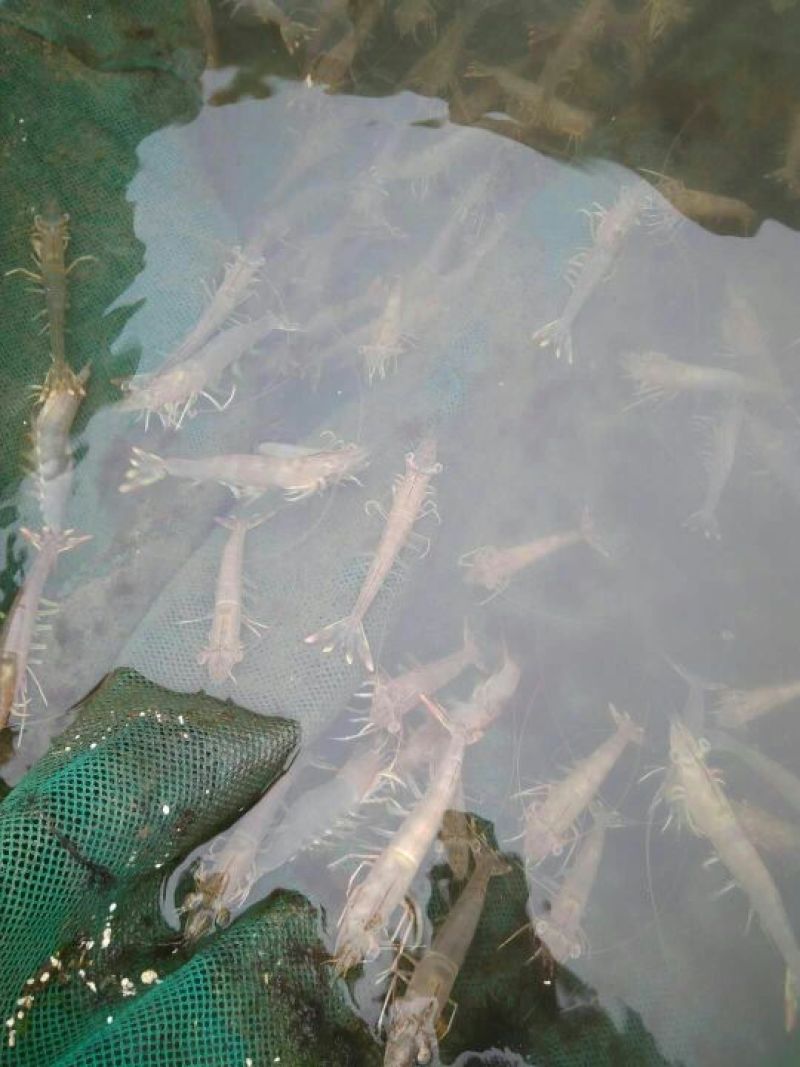 斑节虾食用冻虾