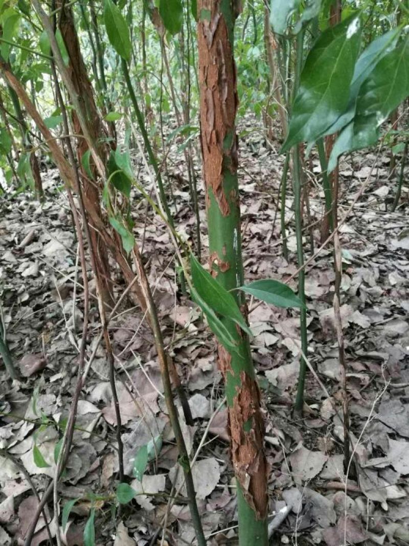 小叶香樟四至六公分自育自销