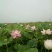 荷花10cm以下
