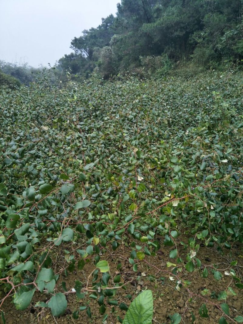 密丝枣苗台湾大青枣苗、密丝枣苗