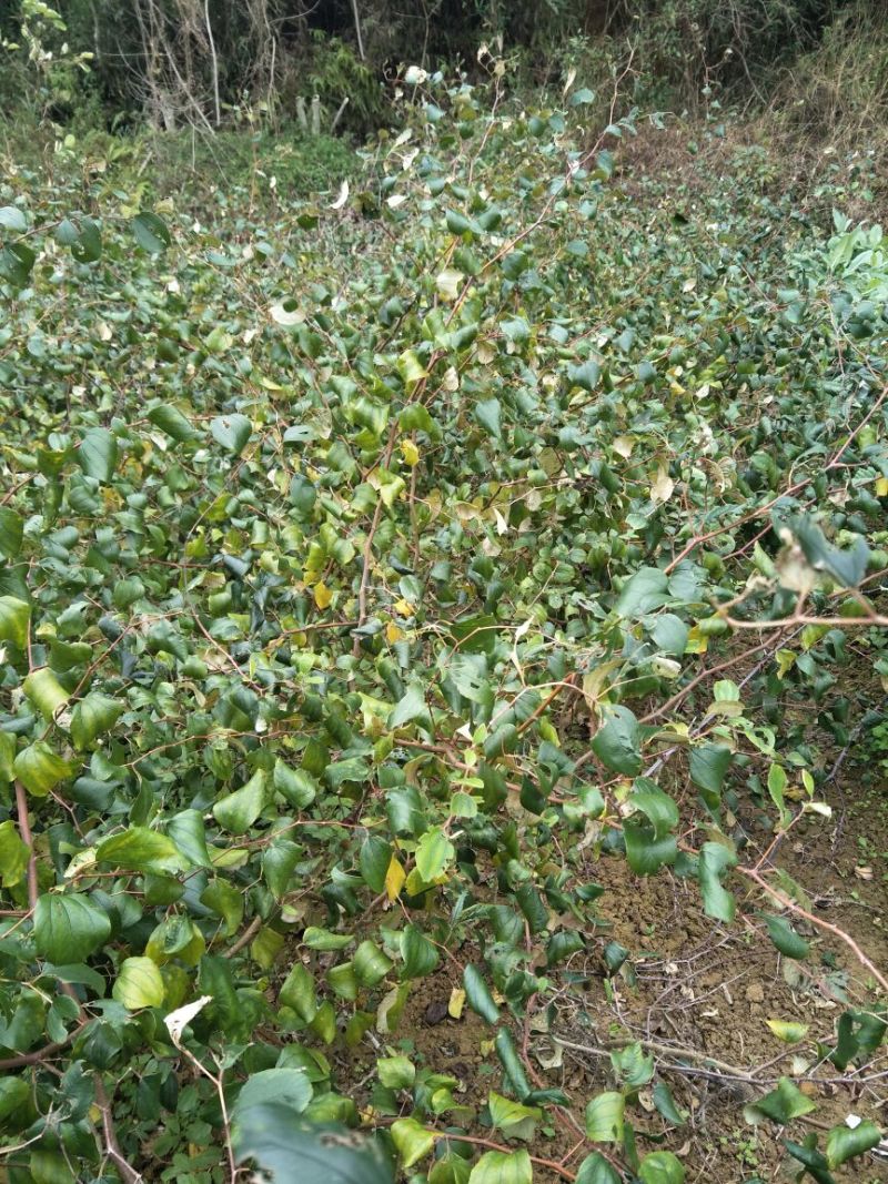 密丝枣苗台湾大青枣苗、密丝枣苗
