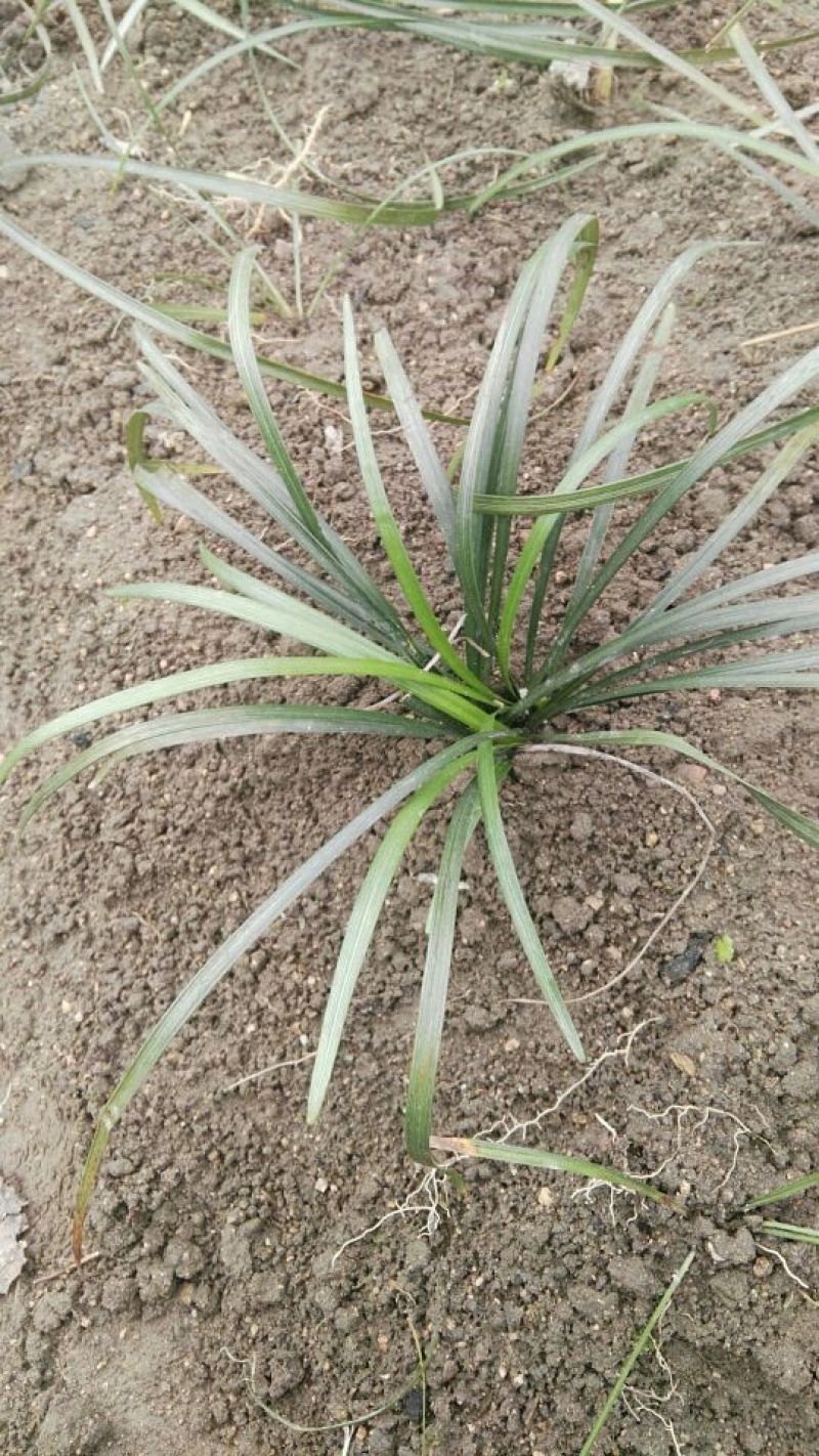 金边麦冬阔叶麦冬兰花三七草庭院种植