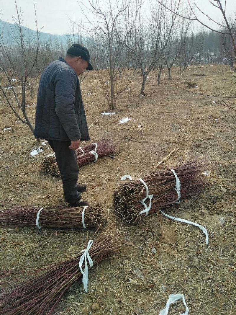 桃子枝条大红桃蟠桃黄金蜜沂蒙霜红桃包邮发货
