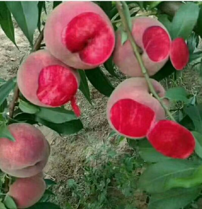 桃子枝条大红桃蟠桃黄金蜜沂蒙霜红桃包邮发货