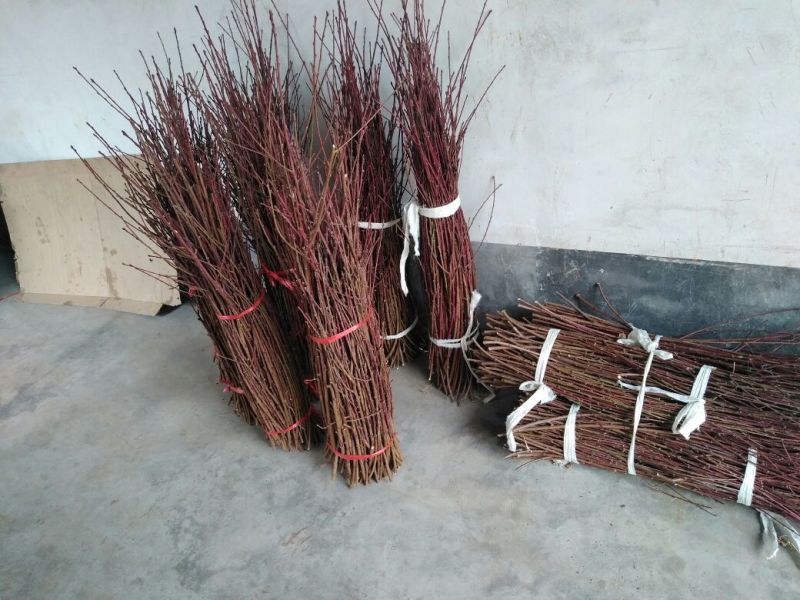 桃子枝条大红桃蟠桃黄金蜜沂蒙霜红桃包邮发货