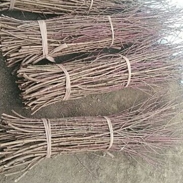 桃子枝条大红桃蟠桃黄金蜜沂蒙霜红桃包邮发货