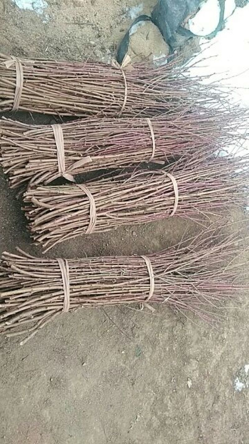 桃子枝条大红桃蟠桃黄金蜜沂蒙霜红桃包邮发货