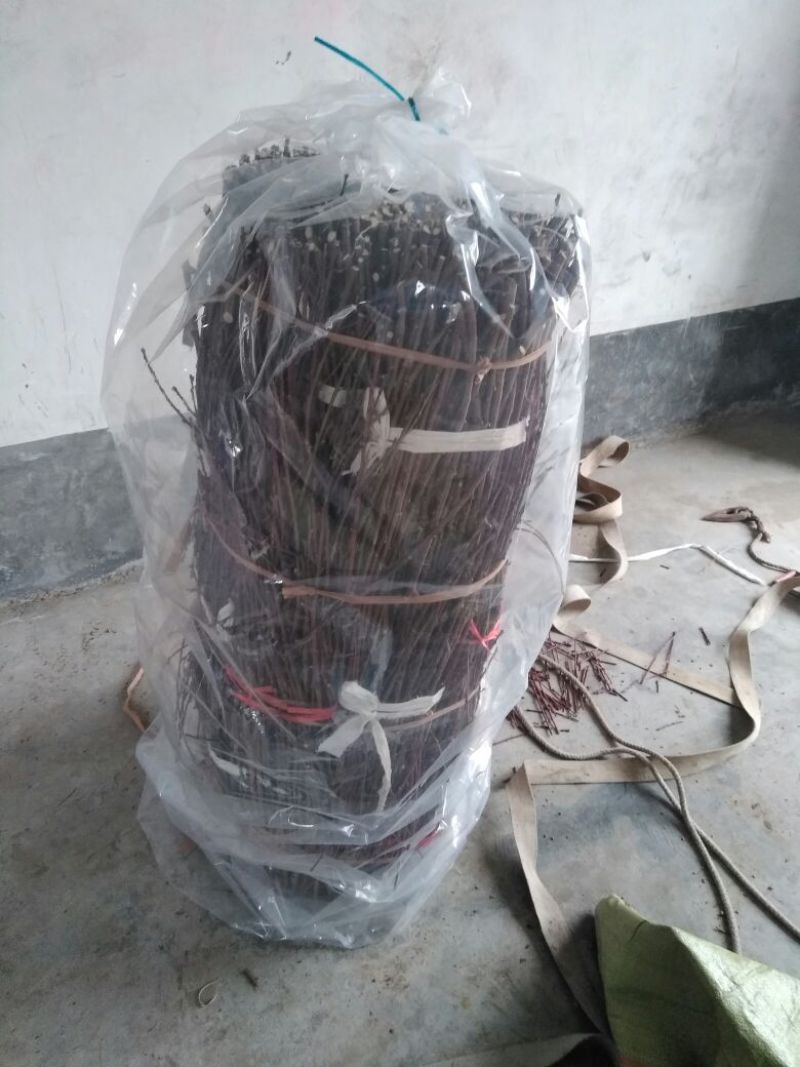 桃子枝条大红桃蟠桃黄金蜜沂蒙霜红桃包邮发货