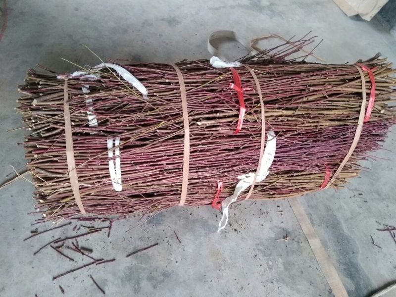 桃子枝条大红桃蟠桃黄金蜜沂蒙霜红桃包邮发货