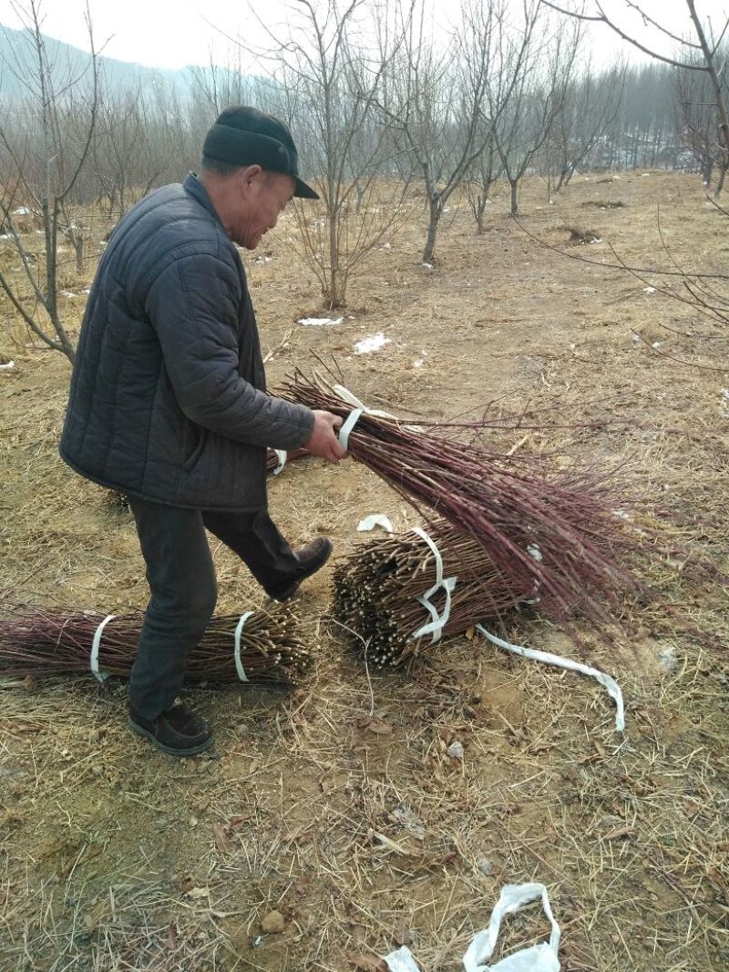 桃子枝条大红桃蟠桃黄金蜜沂蒙霜红桃包邮发货