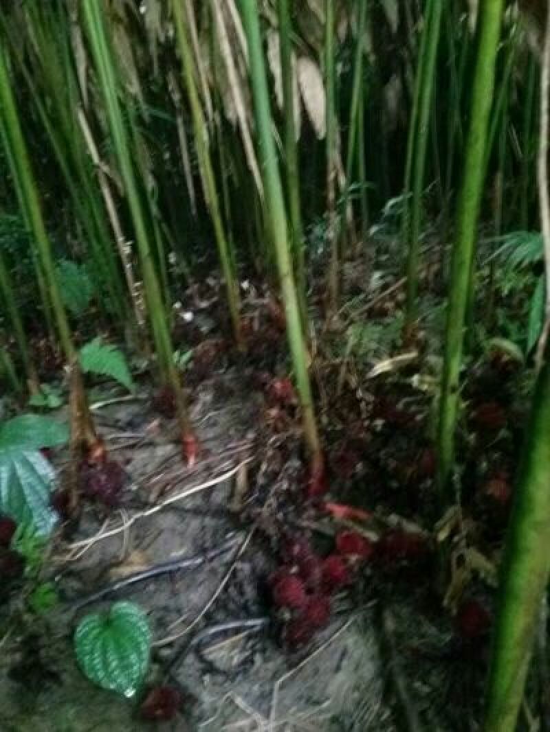 砂仁苗