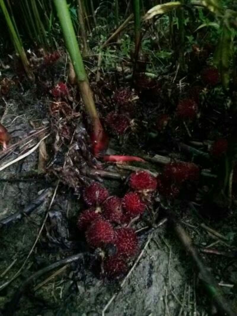 砂仁苗