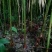 砂仁苗
