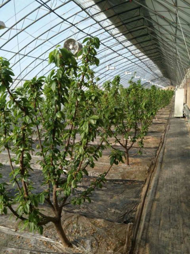 美早樱桃苗吉塞拉6号根系一级货