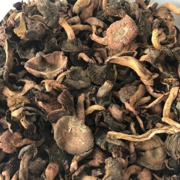 松蘑一级