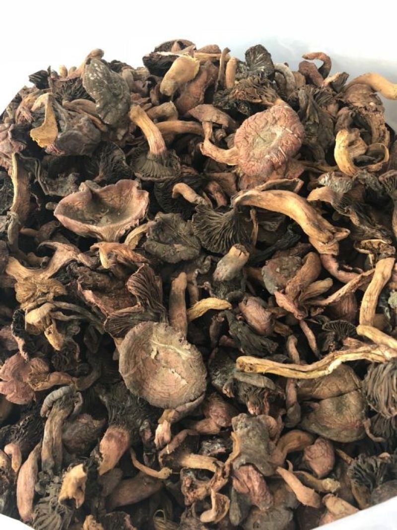 松蘑一级