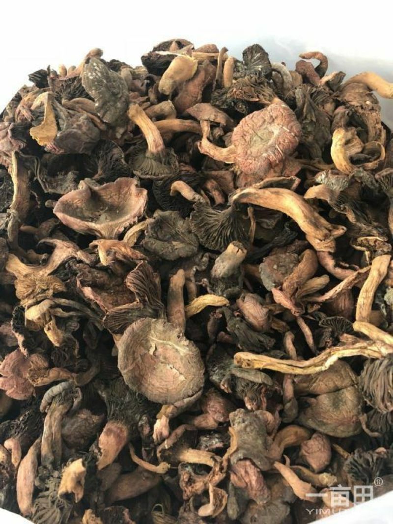 松蘑一级