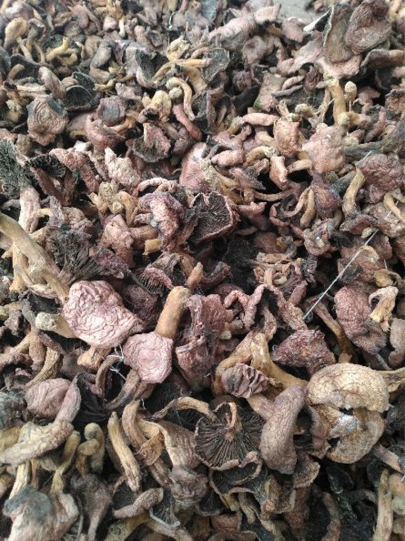 松蘑一级