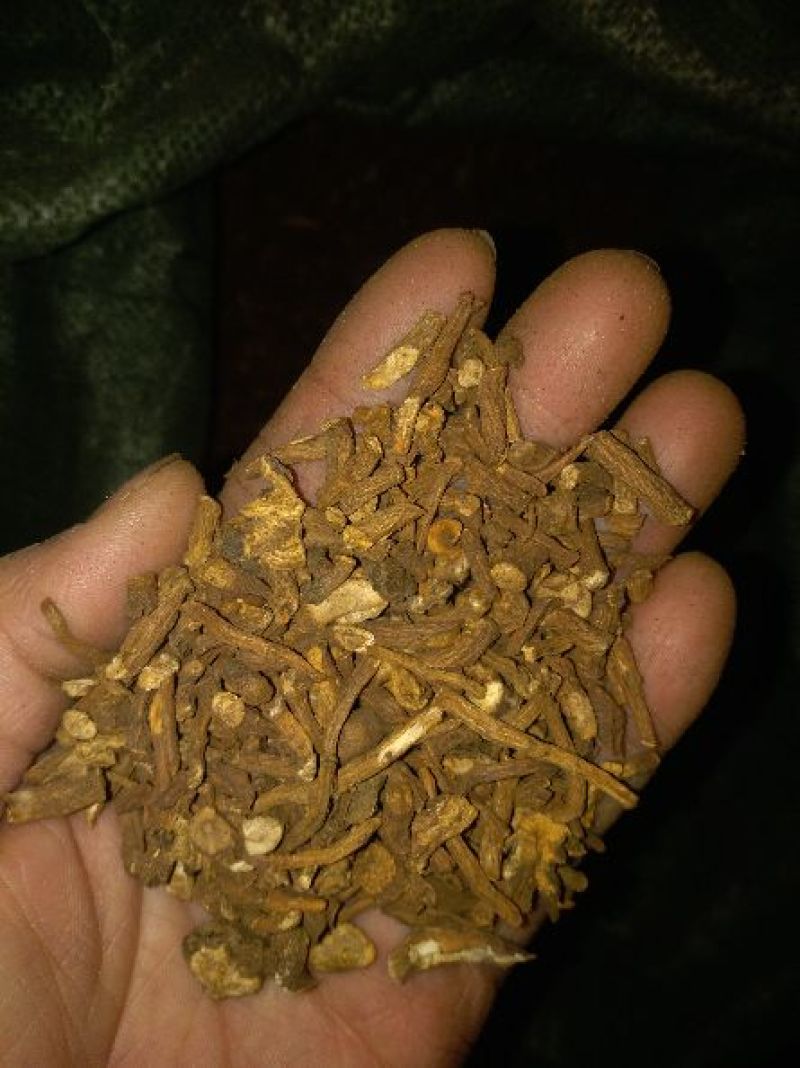 蒲公英根