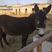 伊犁马400~500kg骑乘马宠物马蒙古马旅游马