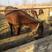 伊犁马400~500kg骑乘马宠物马蒙古马旅游马