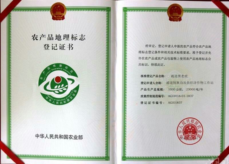 布福娜树苗30~50cm