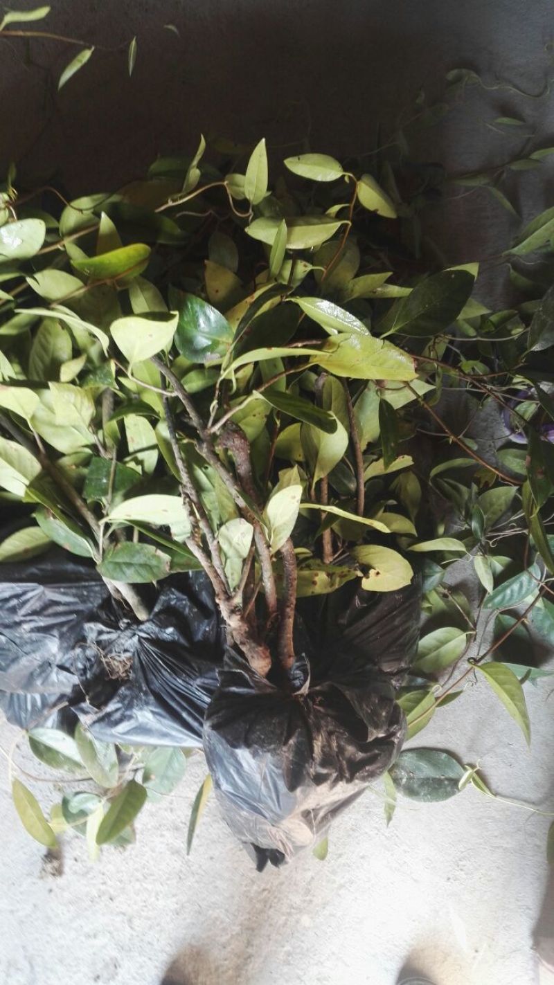 布福娜树苗30~50cm