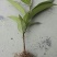 布福娜树苗30~50cm